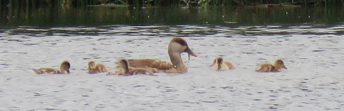 Red-crested Pochard - ML620709543