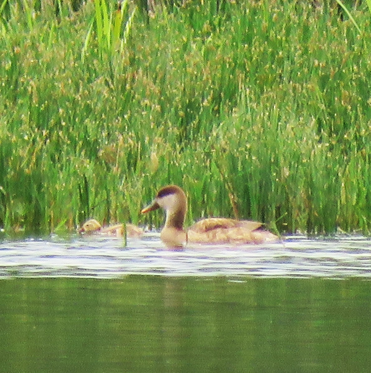 Red-crested Pochard - ML620709544