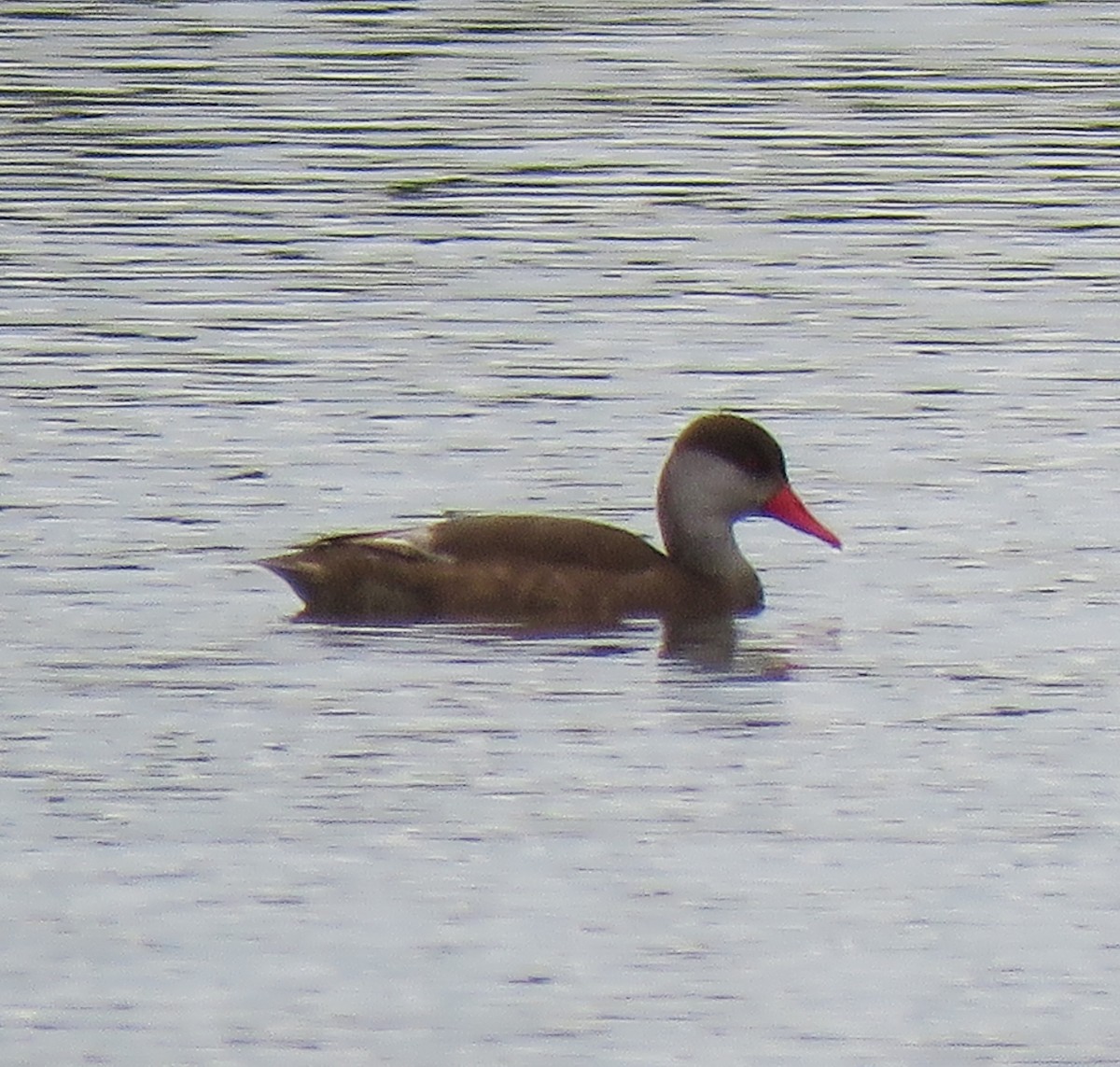 Red-crested Pochard - ML620709545