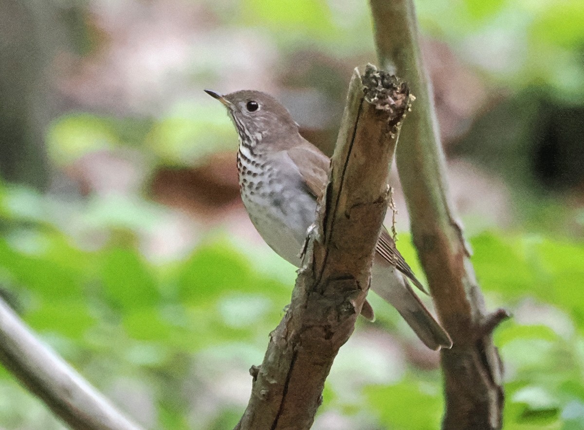 Gray-cheeked Thrush - ML620709546