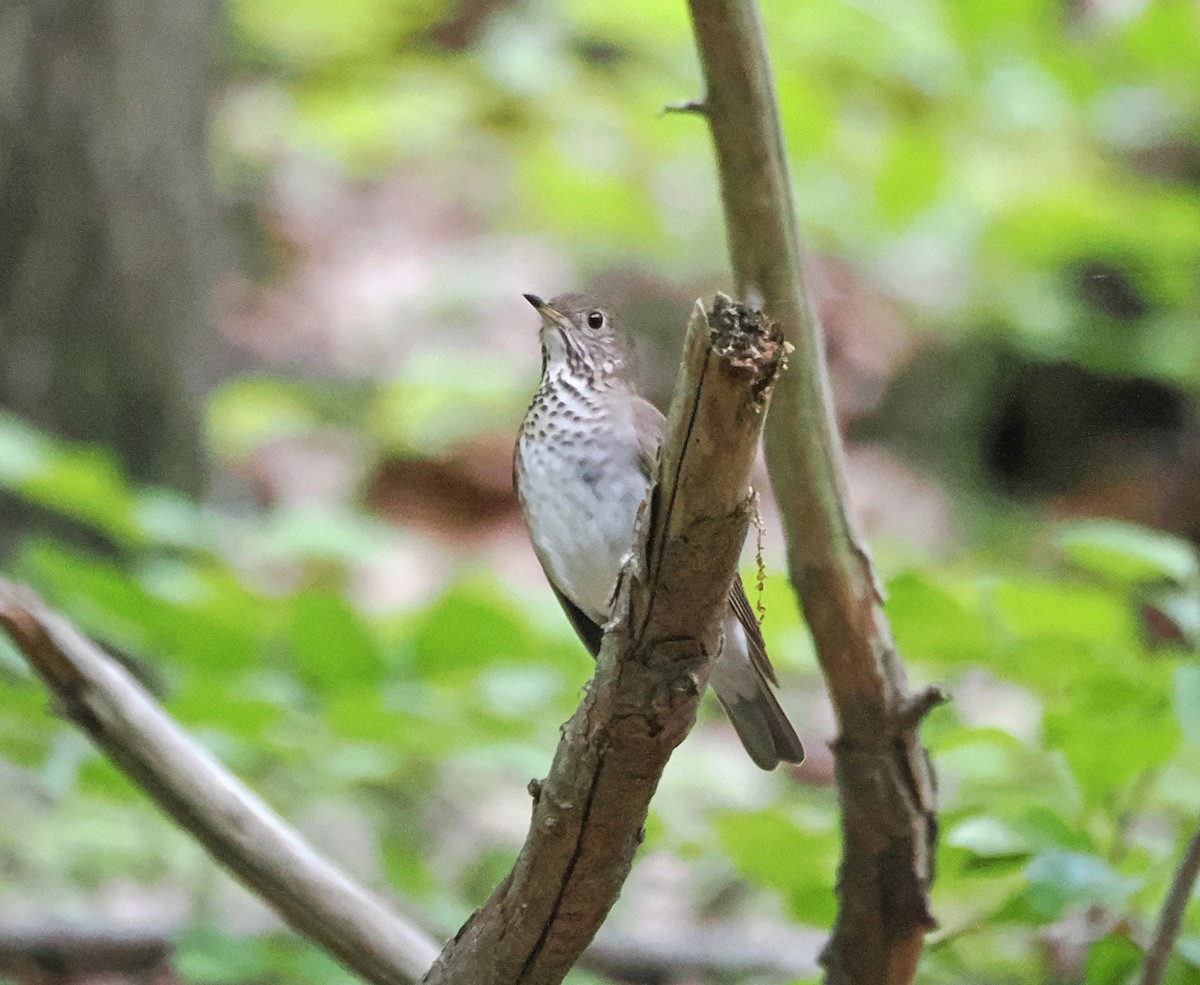 Gray-cheeked Thrush - ML620709547