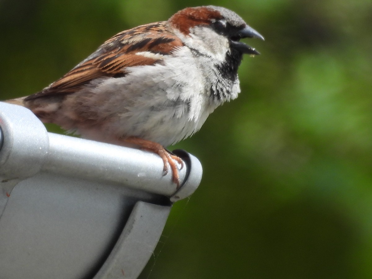 House Sparrow - ML620709552