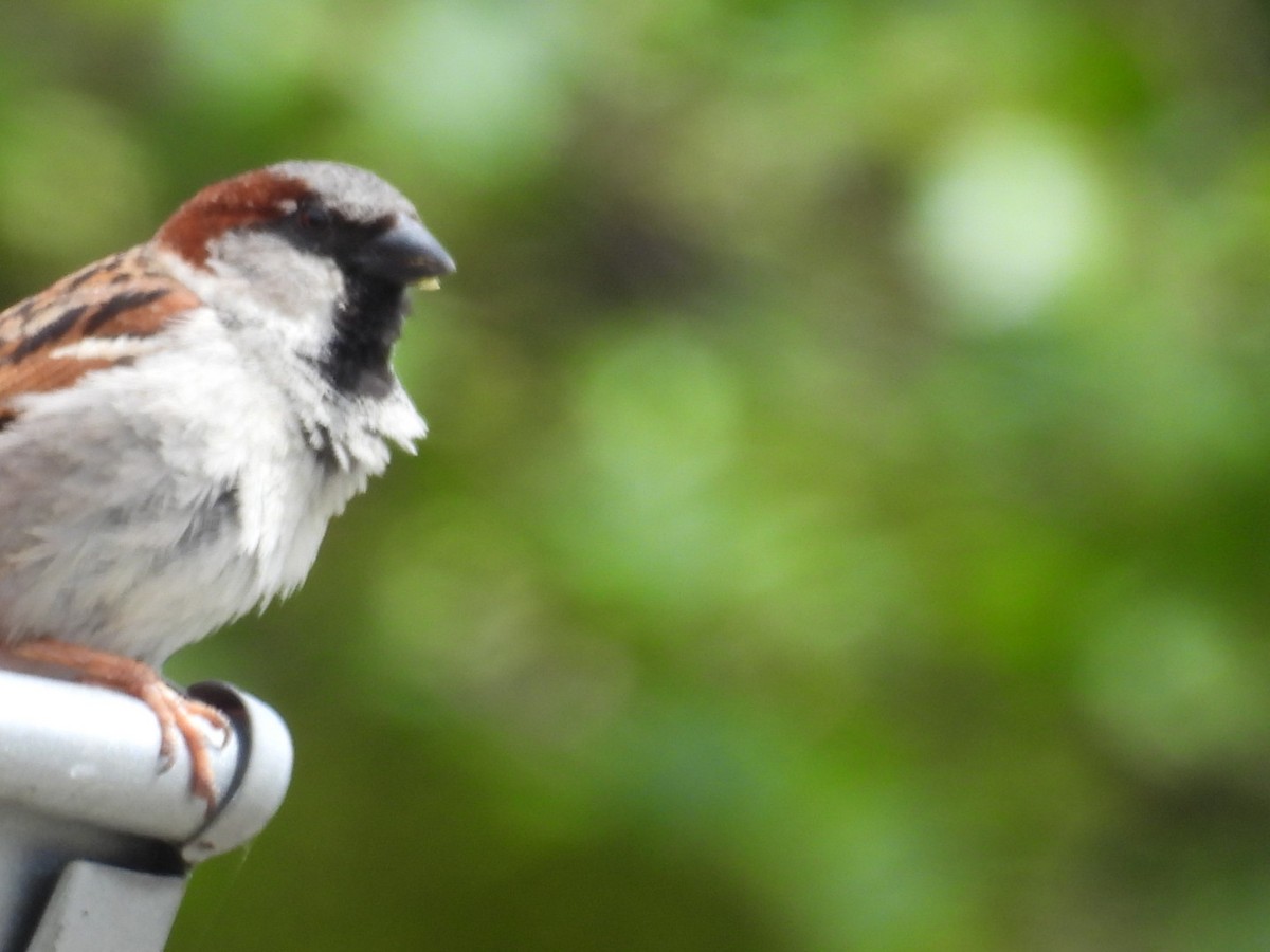 House Sparrow - ML620709553