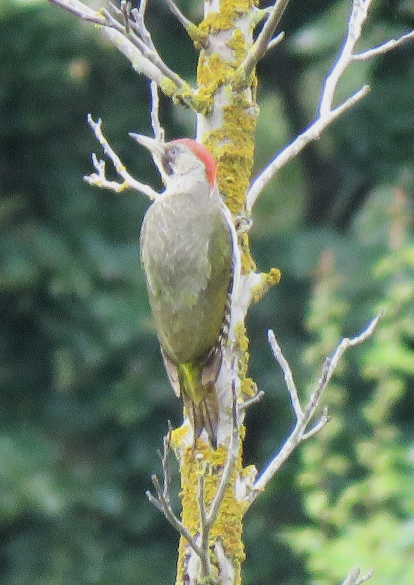 Iberian Green Woodpecker - ML620709554