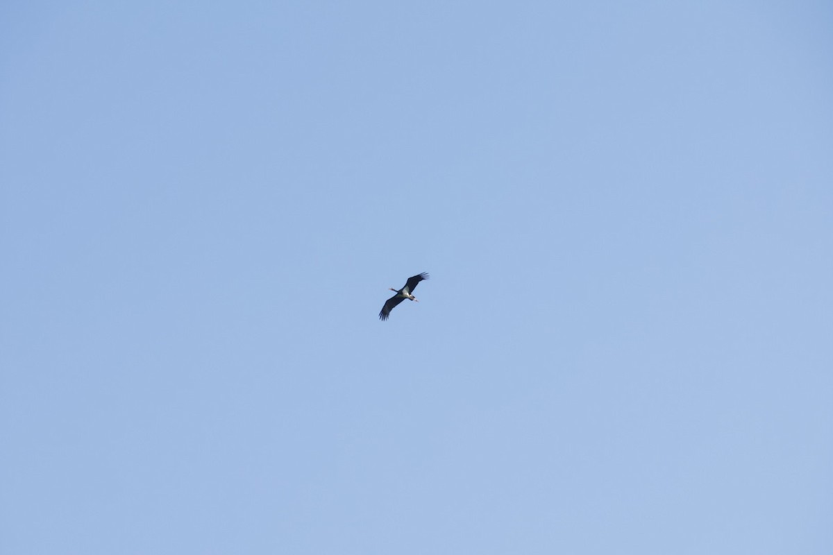 Black Stork - ML620709559