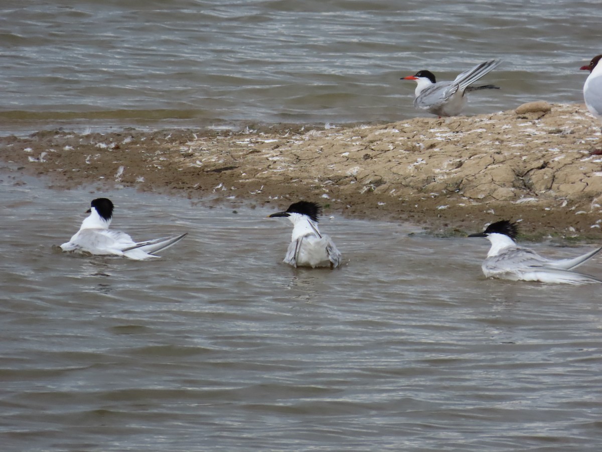 Sandwich Tern - ML620709562