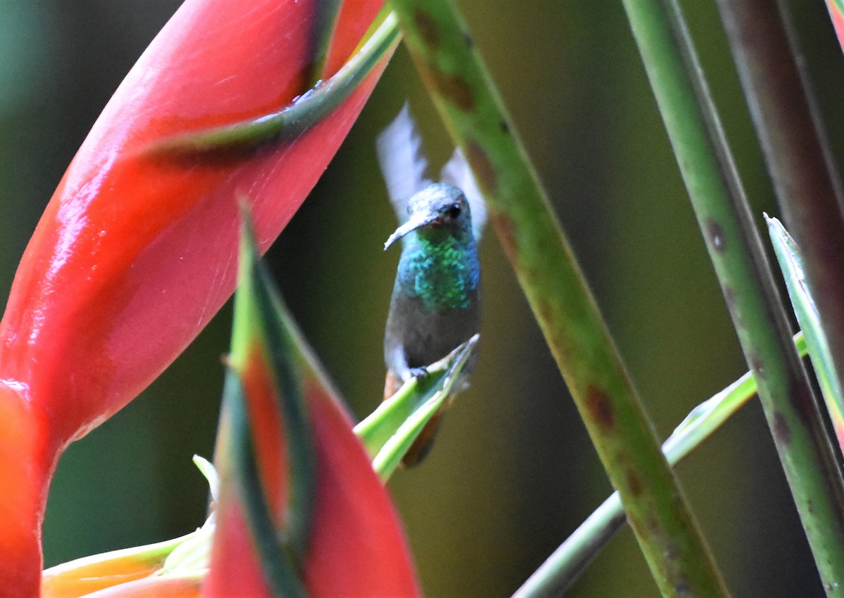 Rufous-tailed Hummingbird - ML620709573