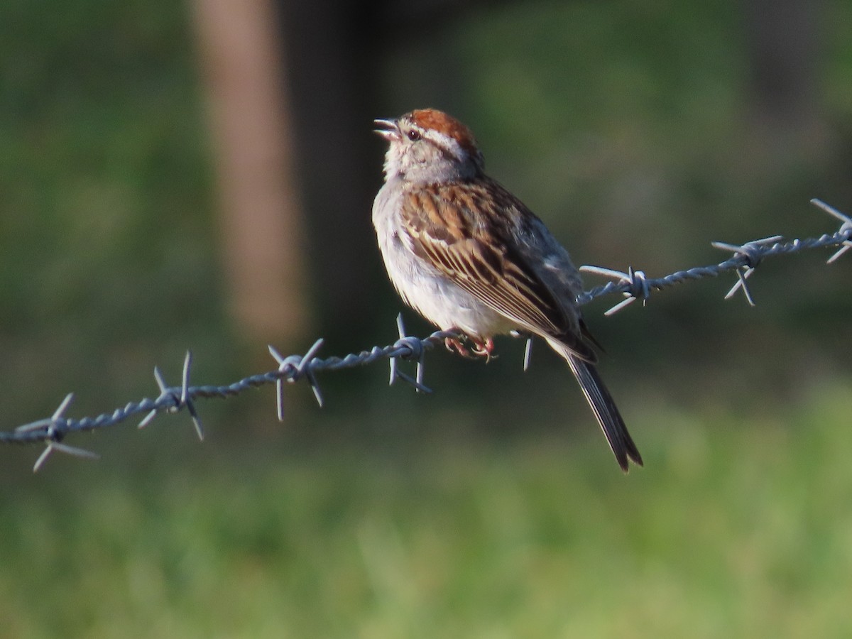 Chipping Sparrow - ML620709580