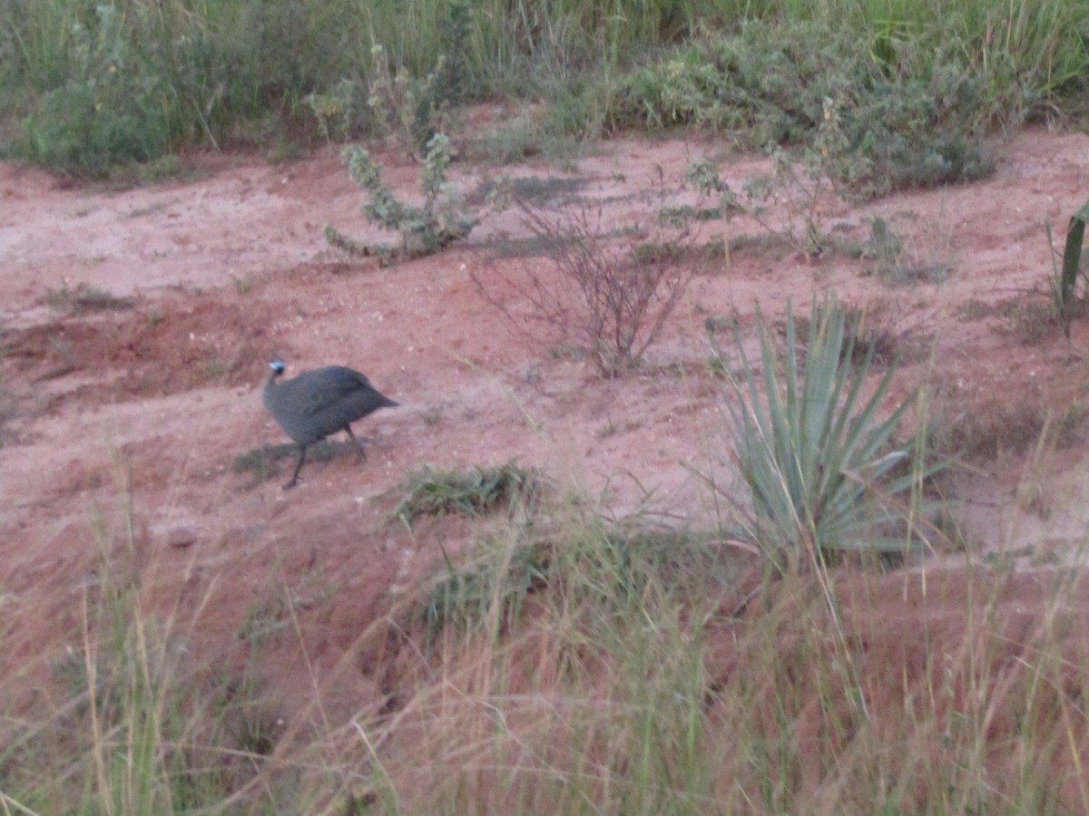 Helmeted Guineafowl - ML620709581