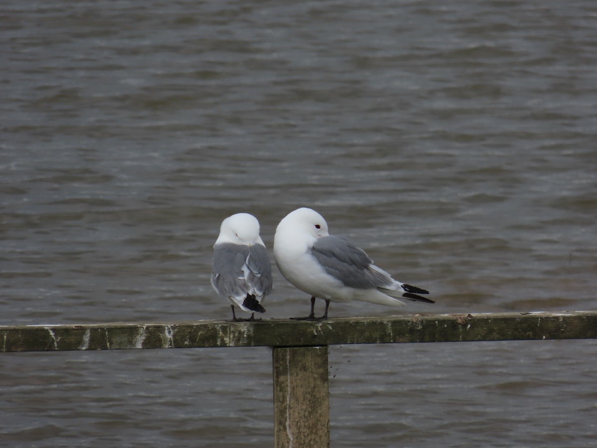 Mouette tridactyle - ML620709582