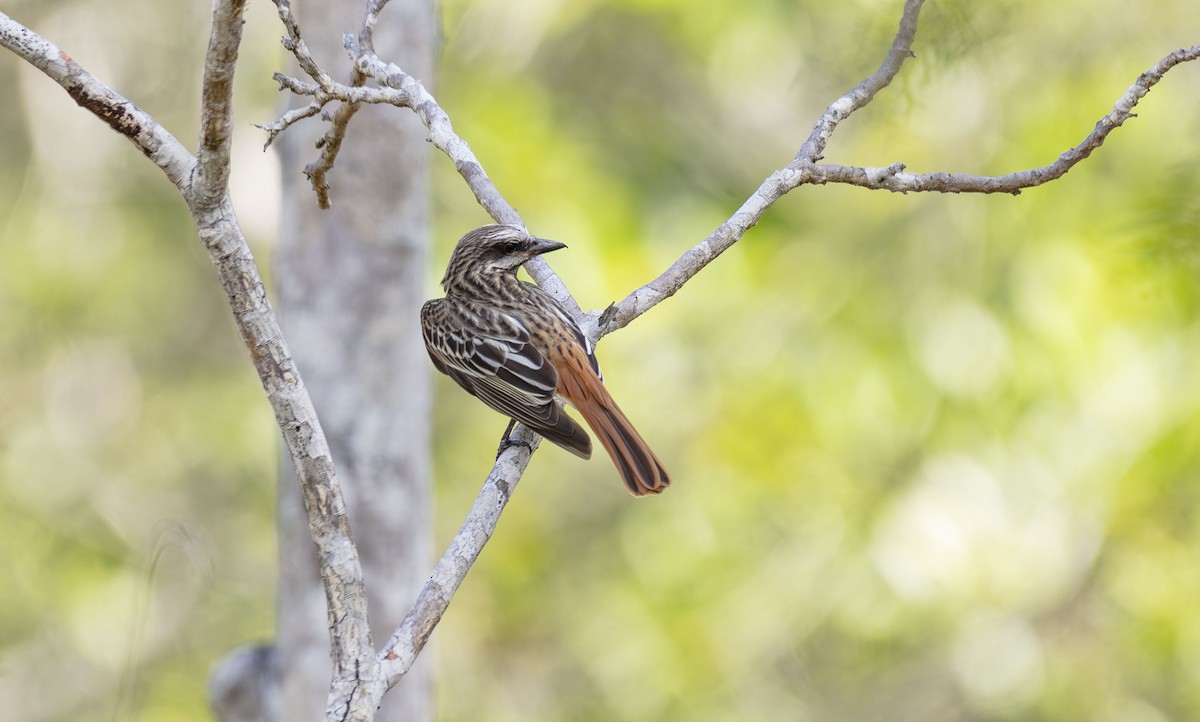 Sulphur-bellied Flycatcher - ML620709584