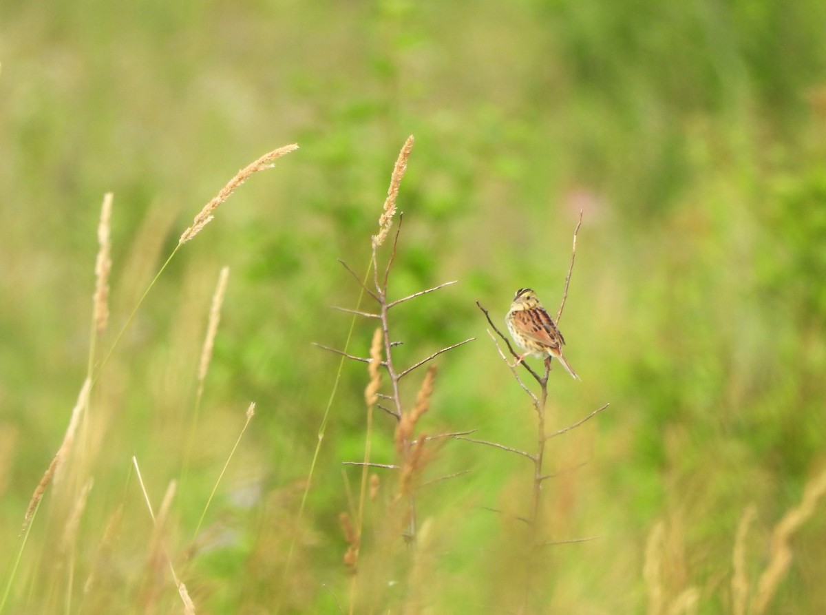 Henslow's Sparrow - ML620709585