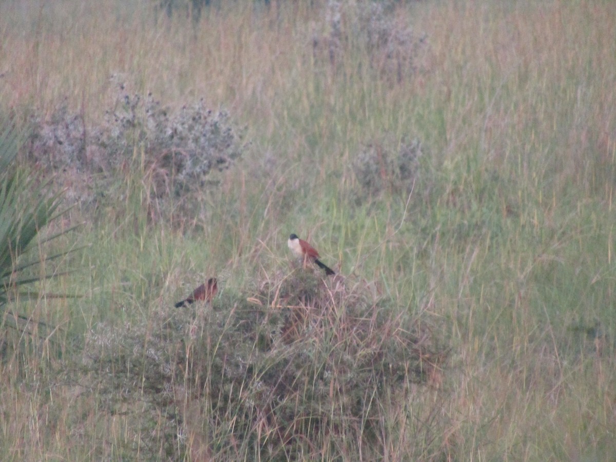 Senegal Coucal - ML620709589