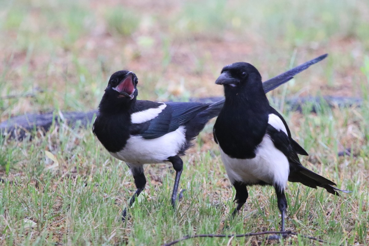 Eurasian Magpie - ML620709590