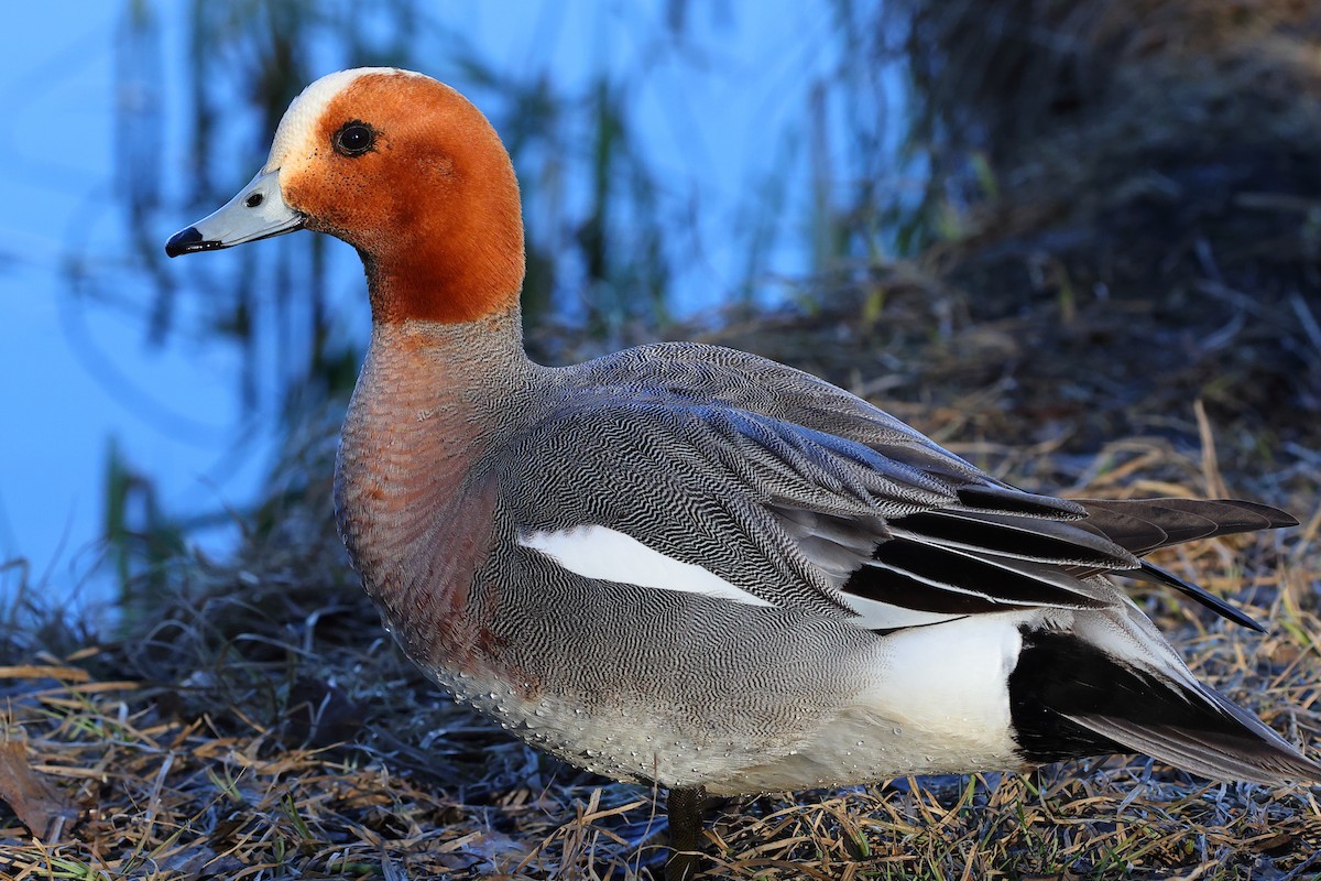 Eurasian Wigeon - Kakul Paul