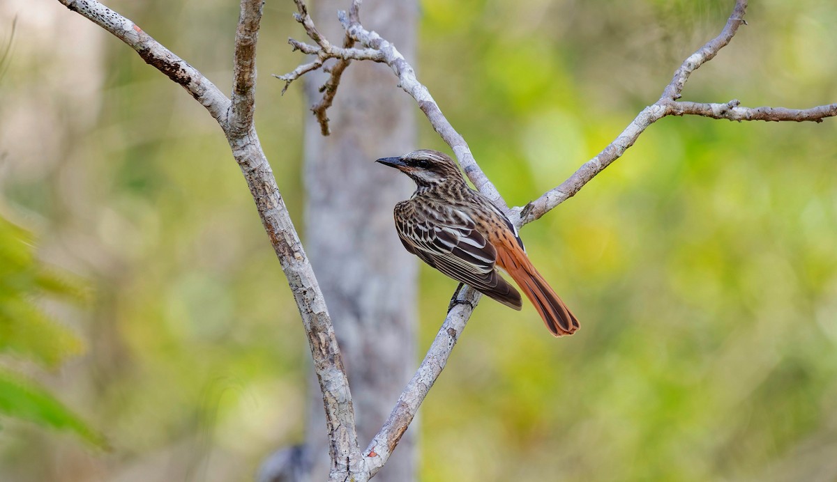 Sulphur-bellied Flycatcher - ML620709592