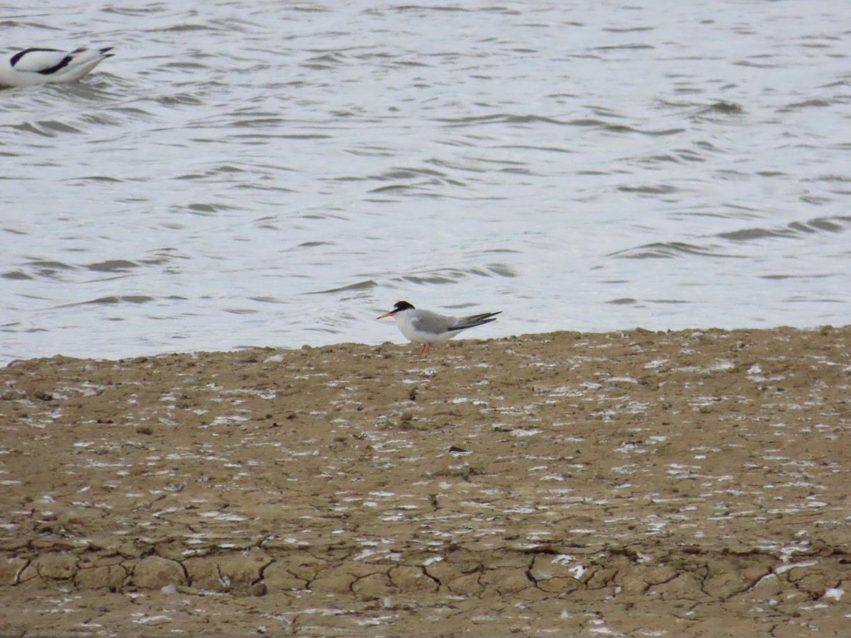 Little Tern - ML620709593