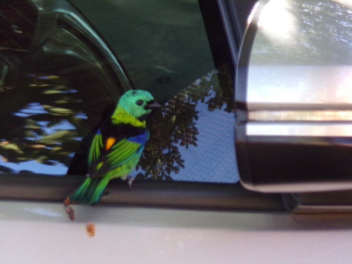 Green-headed Tanager - ML620709596