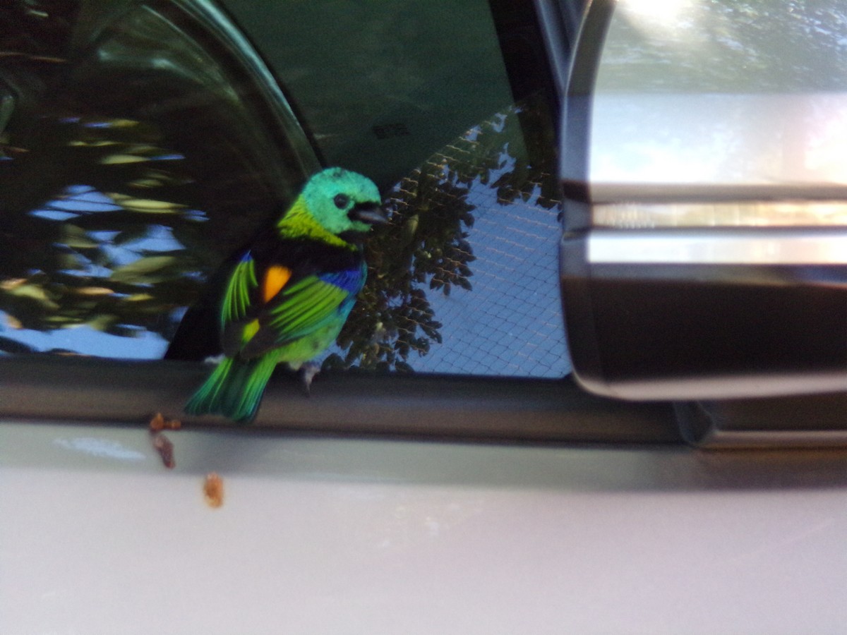 Green-headed Tanager - ML620709597