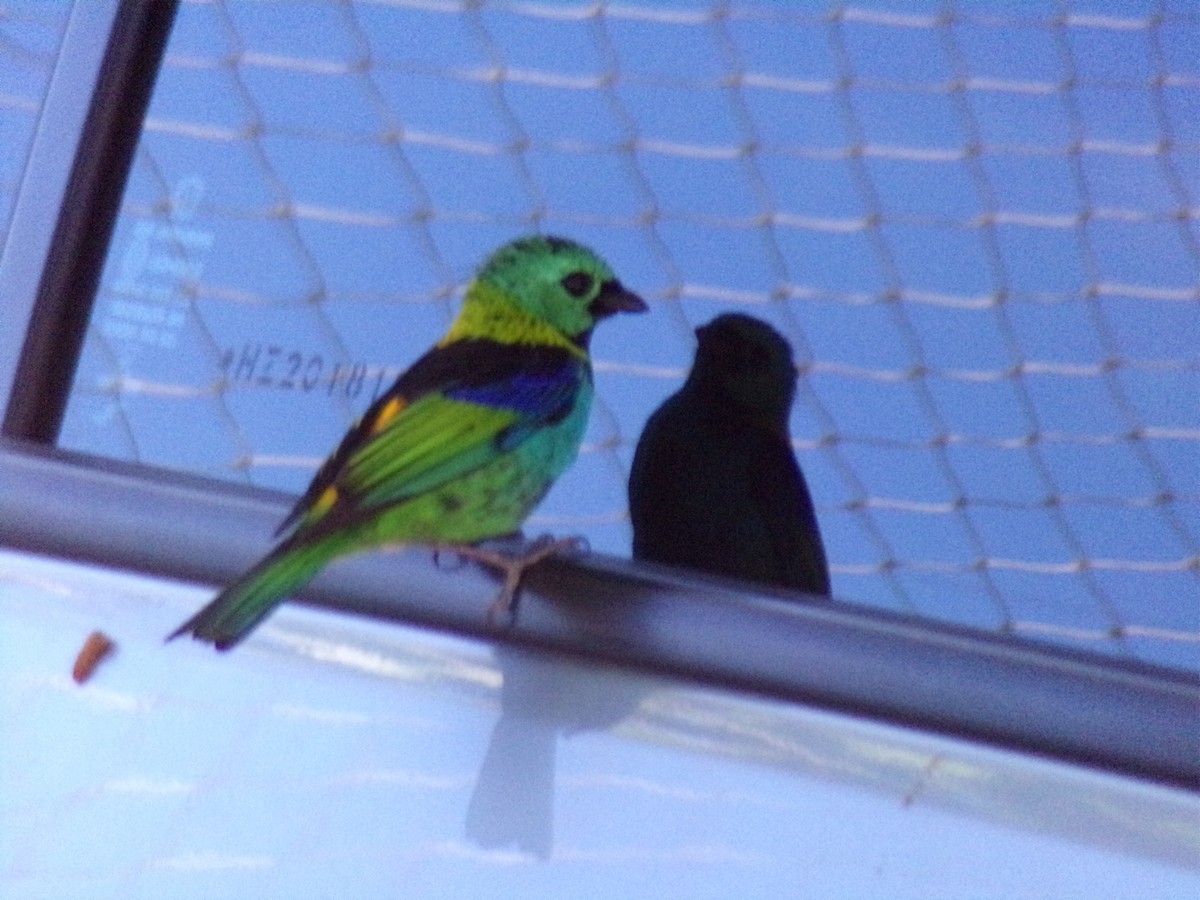 Green-headed Tanager - ML620709598