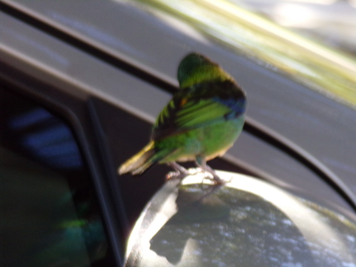 Green-headed Tanager - ML620709599
