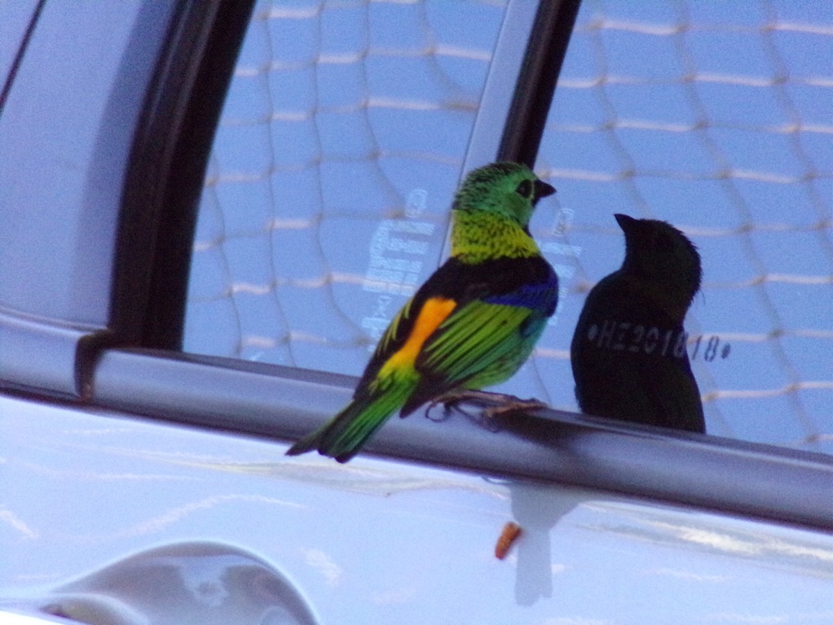 Green-headed Tanager - ML620709602