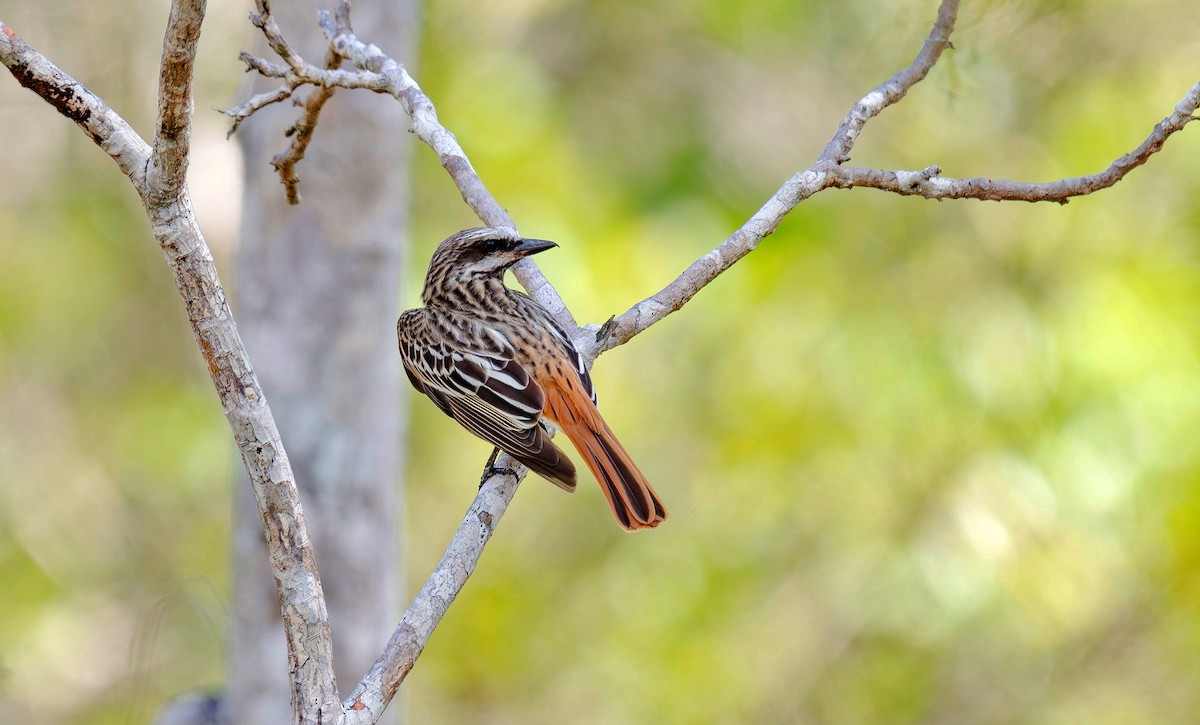 Sulphur-bellied Flycatcher - ML620709603