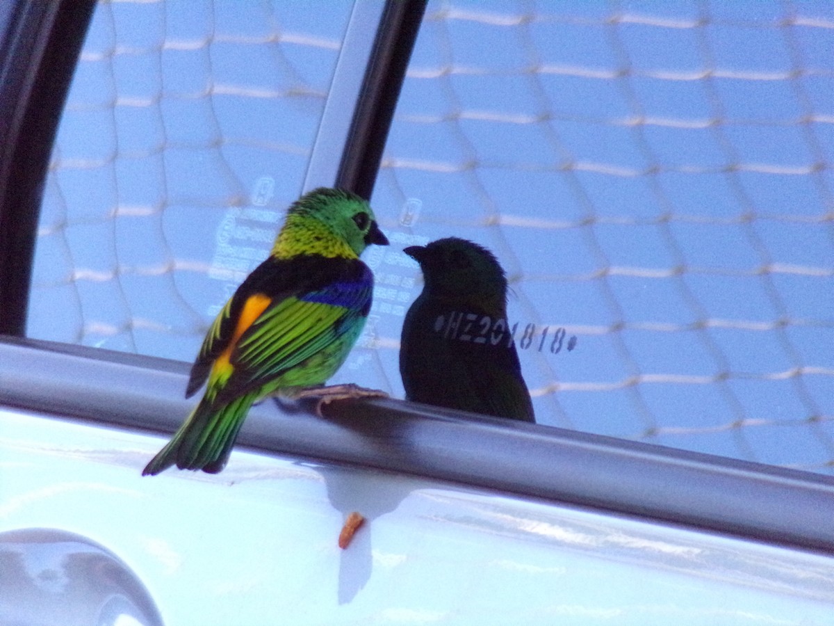 Green-headed Tanager - ML620709604