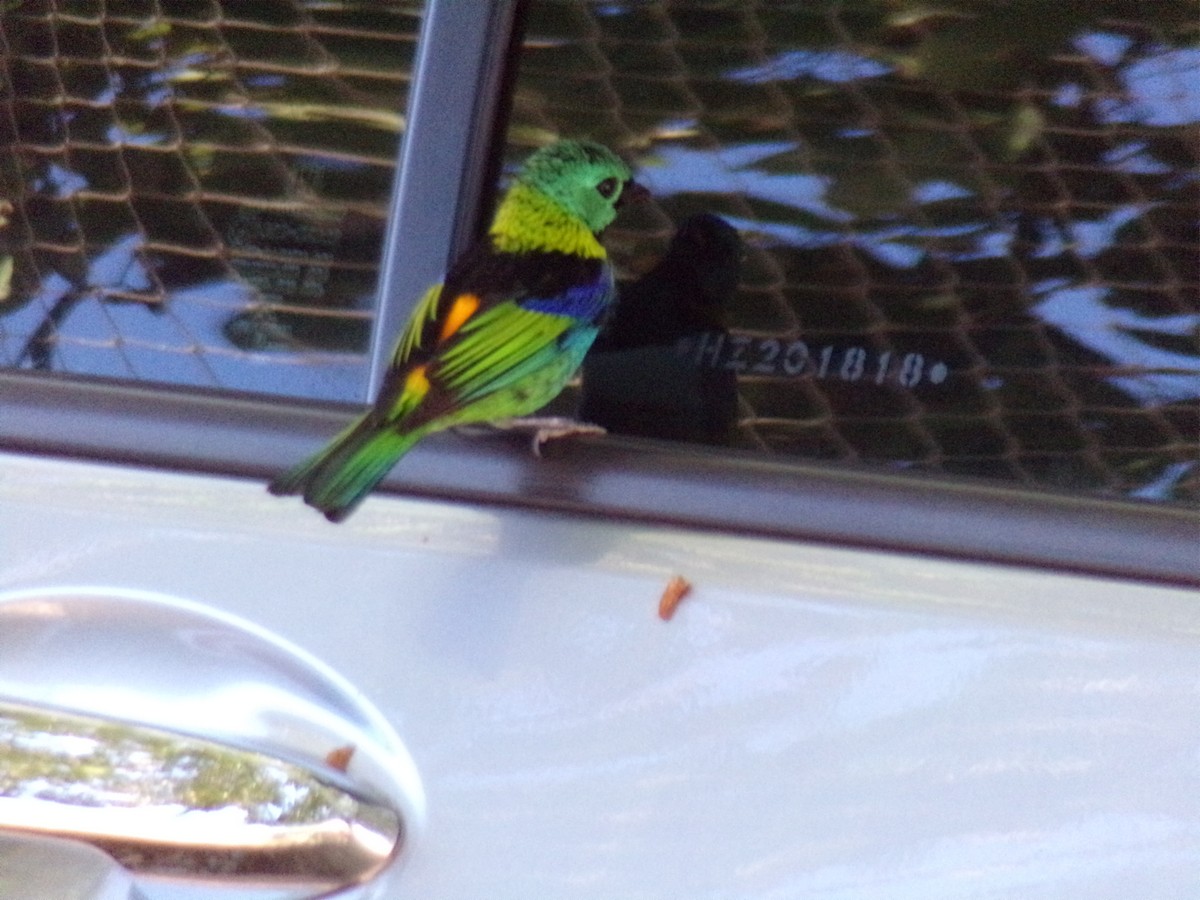 Green-headed Tanager - Antonio Sturion Junior