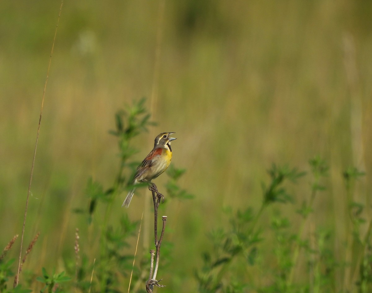 Dickcissel - ML620709606