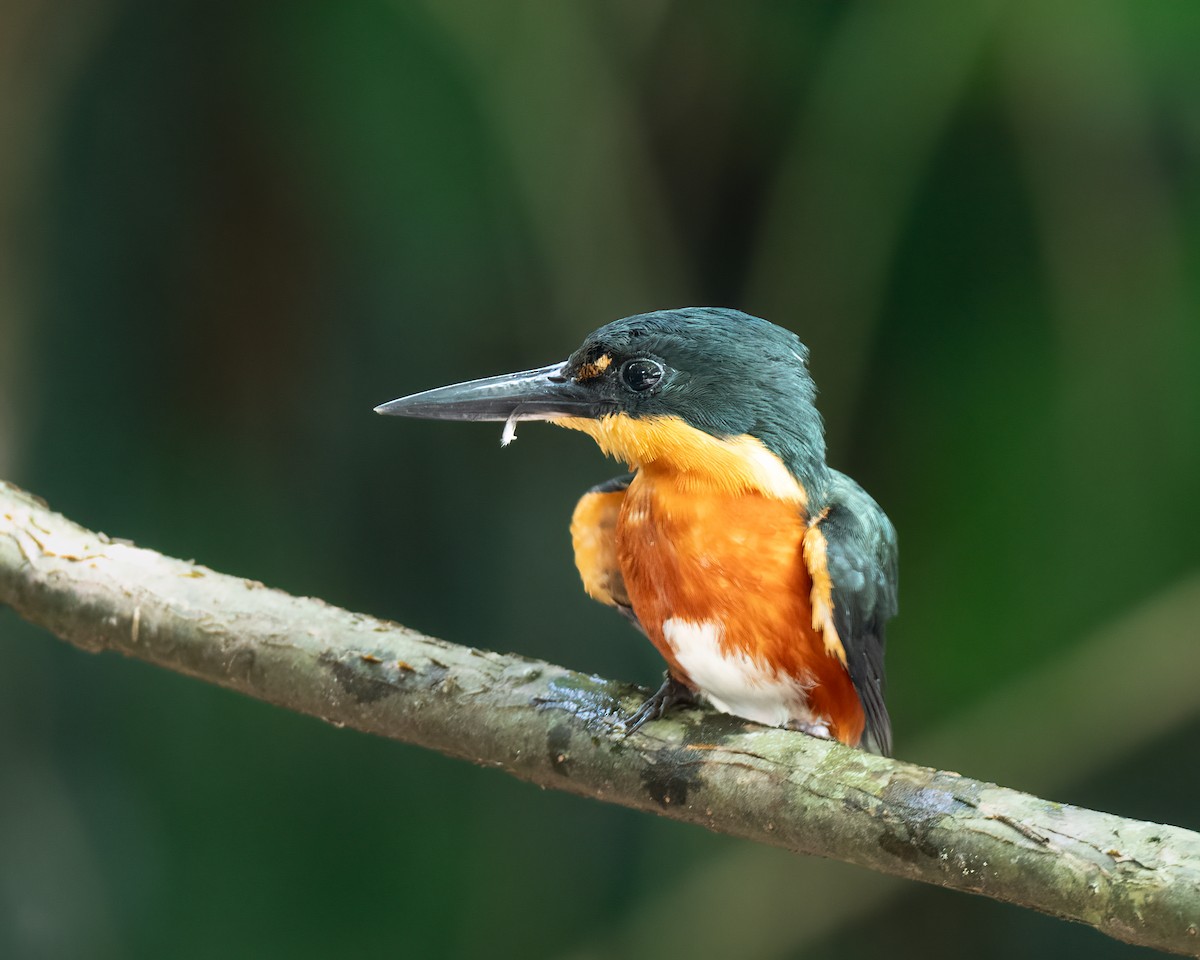 American Pygmy Kingfisher - ML620709607