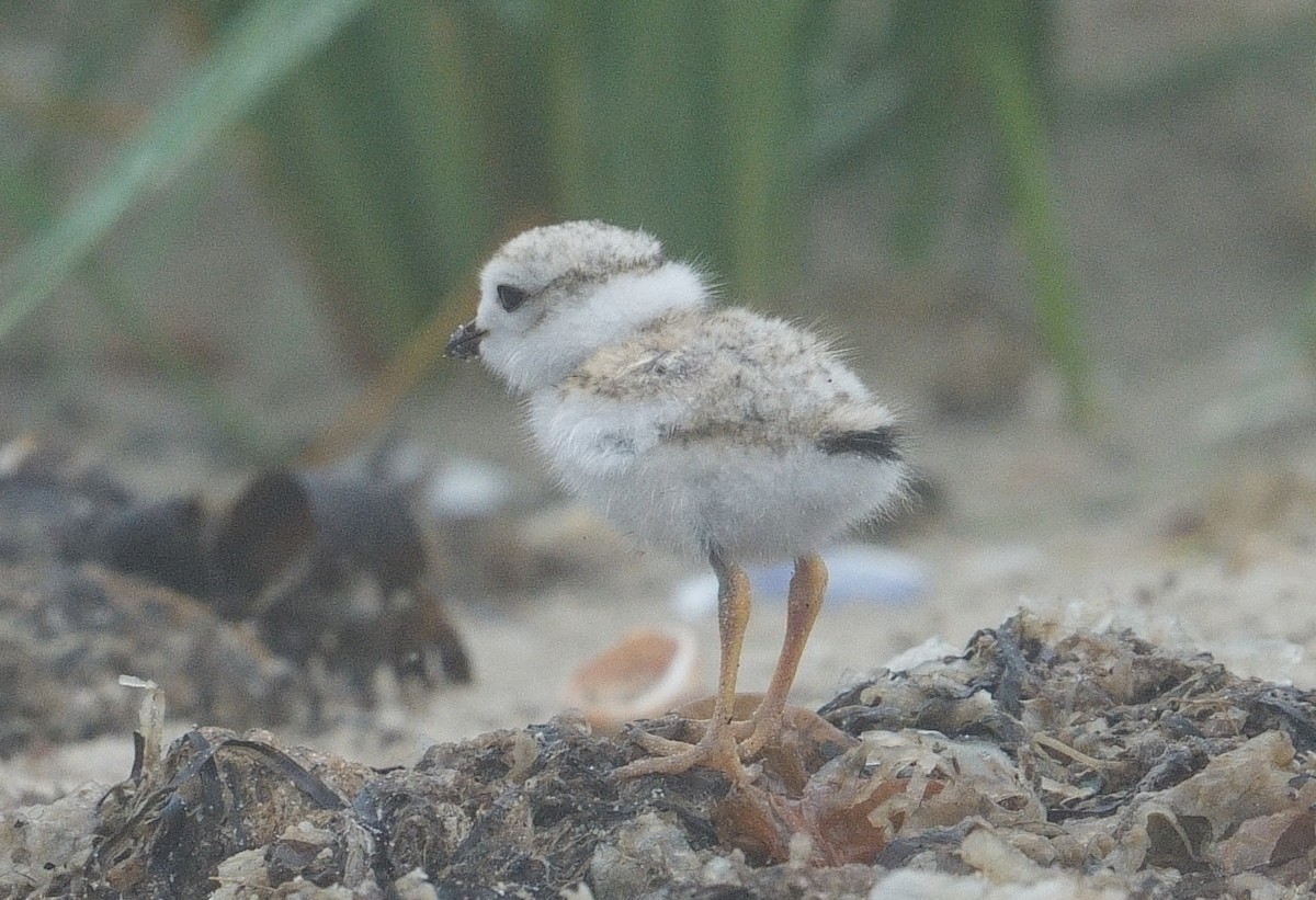 Piping Plover - ML620709608