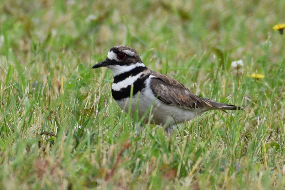 Killdeer - ML620709609