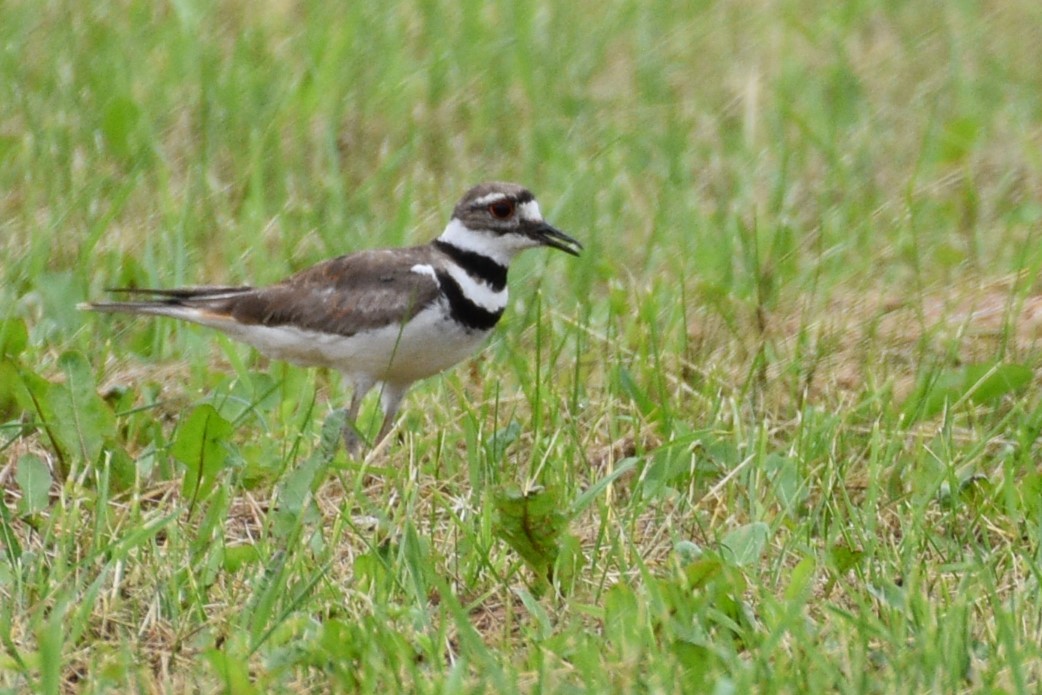 Killdeer - Garry Waldram