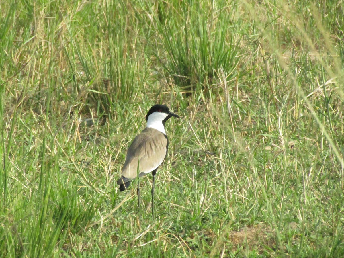 Spur-winged Lapwing - ML620709611