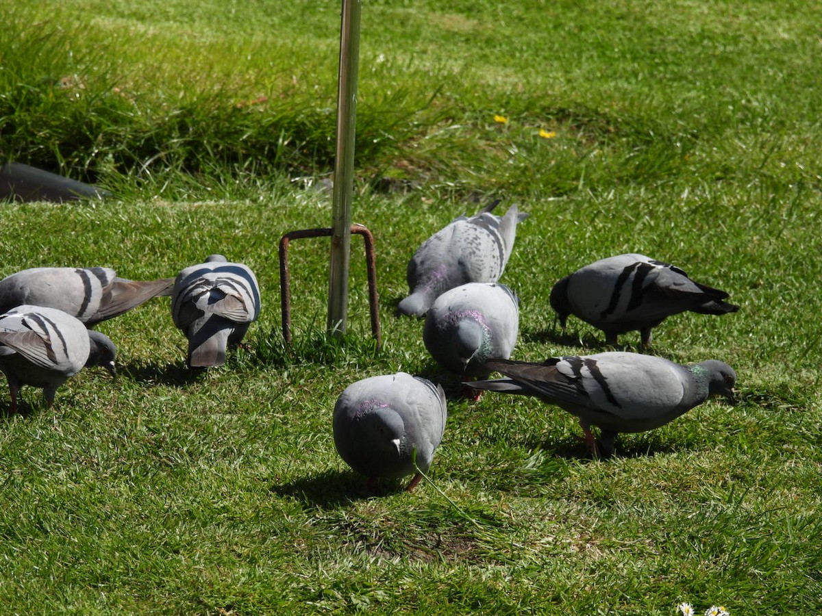 Rock Pigeon - ML620709614