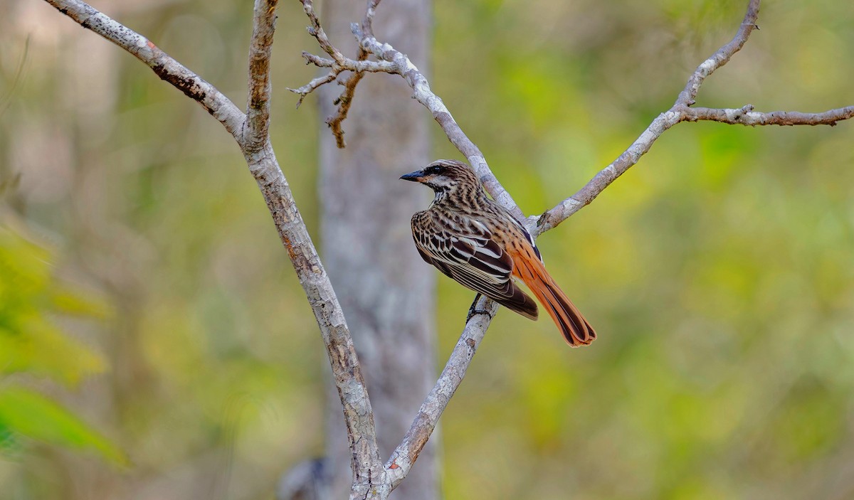 Sulphur-bellied Flycatcher - ML620709615