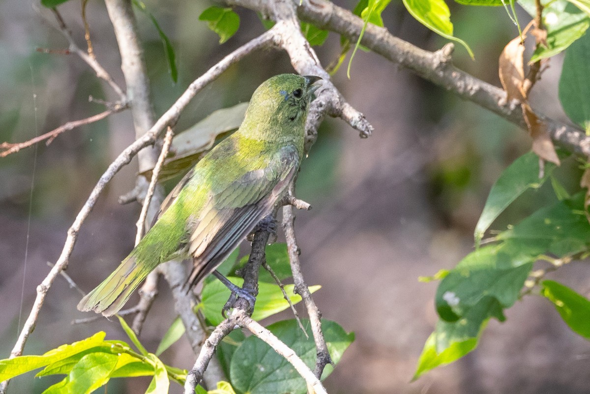 Painted Bunting - ML620709618