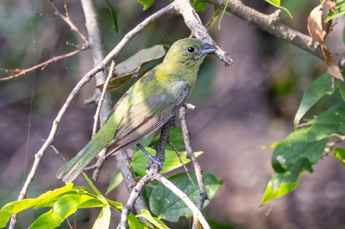 Painted Bunting - ML620709620