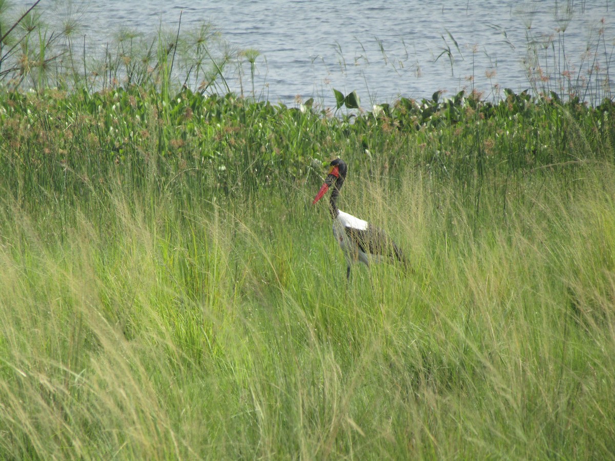 Saddle-billed Stork - ML620709622