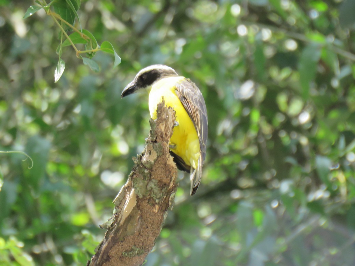 Great Kiskadee - ML620709633