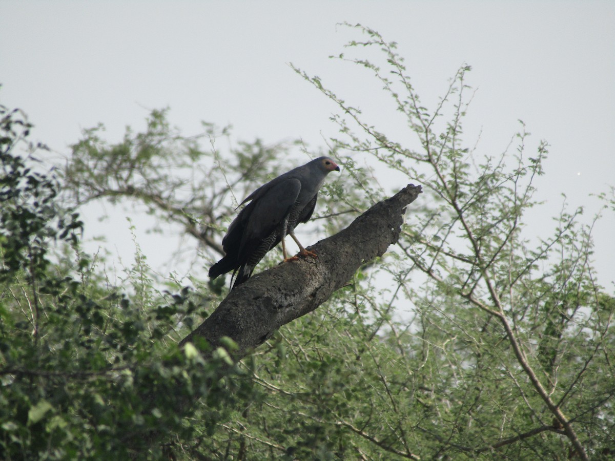 African Harrier-Hawk - ML620709641