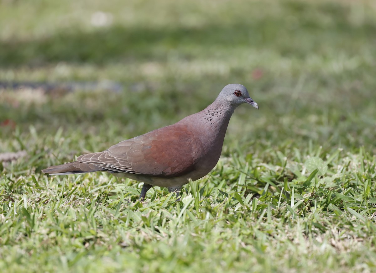 Malagasy Turtle-Dove - ML620709652