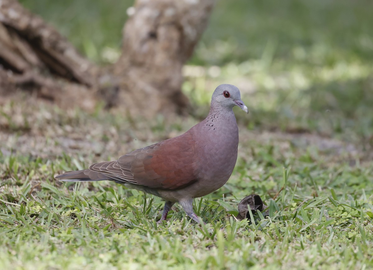 Malagasy Turtle-Dove - ML620709654