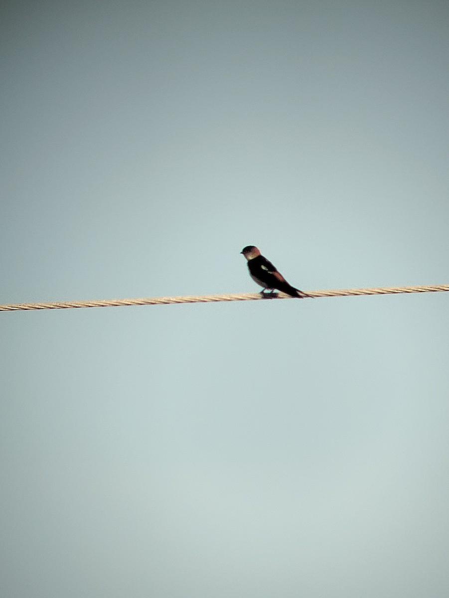 Red-rumped Swallow - ML620709656