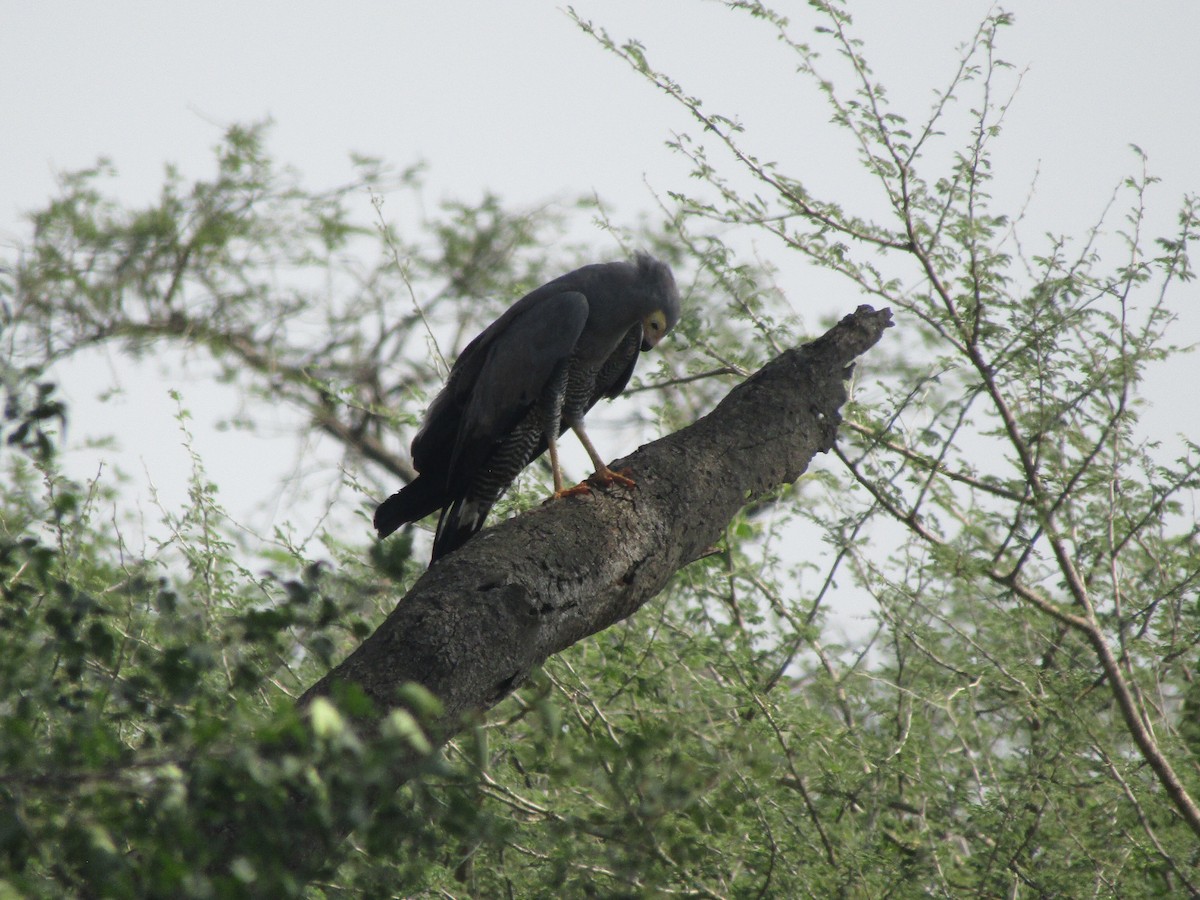 African Harrier-Hawk - ML620709657