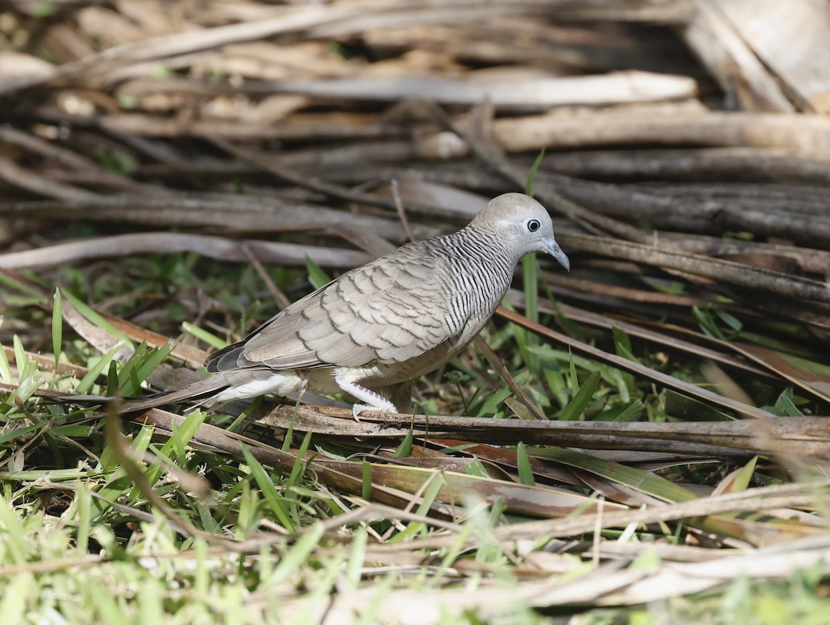 Zebra Dove - ML620709659