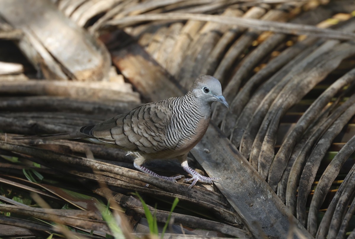 Zebra Dove - ML620709660