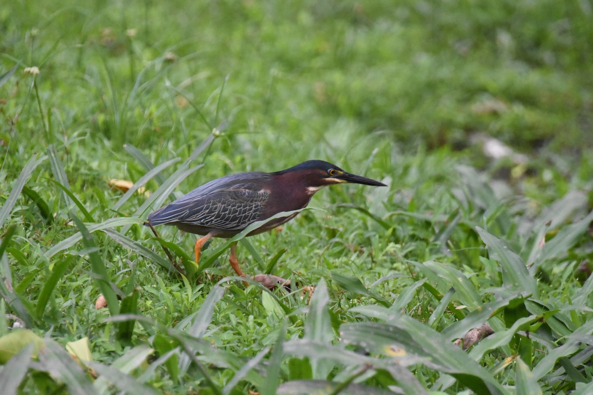 Green Heron - ML620709664