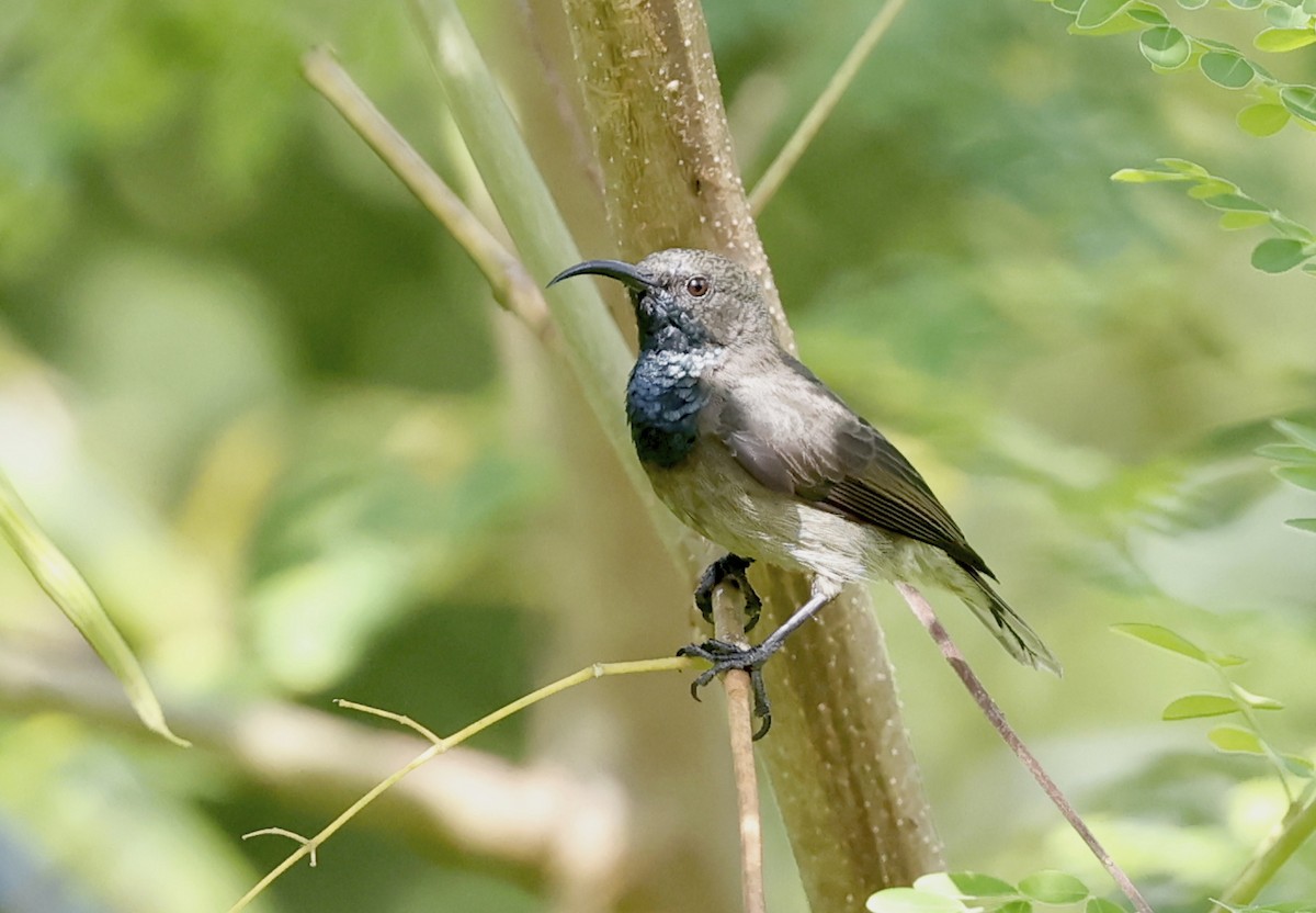 Seychelles Sunbird - ML620709666